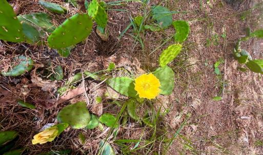 Photo #29 of 1098 Clear Springs Rd, Montvale, VA 0.7 acres