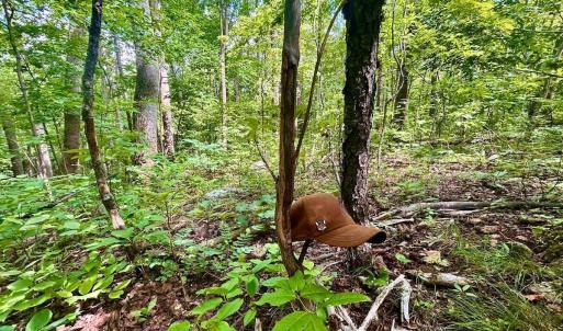 Photo #60 of 1907 Karnes Rd, Bedford, VA 10.8 acres