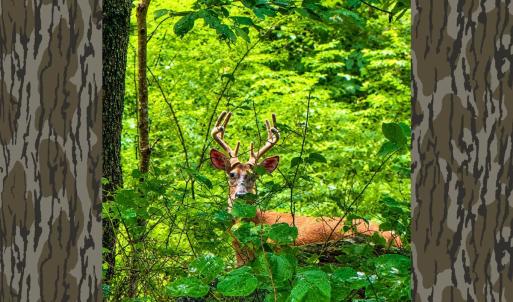 Photo #61 of 1907 Karnes Rd, Bedford, VA 10.8 acres