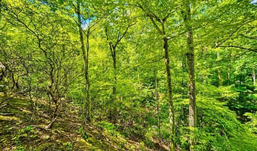 Photo #56 of 1907 Karnes Rd, Bedford, VA 10.8 acres