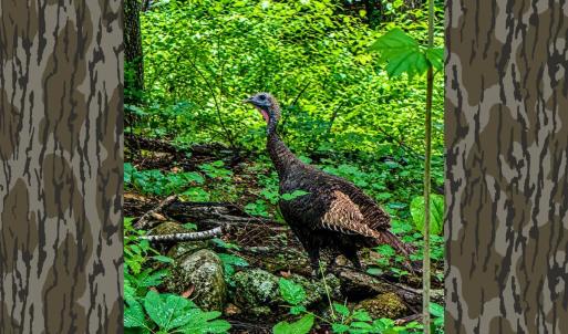 Photo #50 of 1907 Karnes Rd, Bedford, VA 10.8 acres