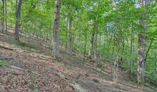 Photo #94 of 7654 Goose Creek Valley Road, Montvale, VA 19.7 acres