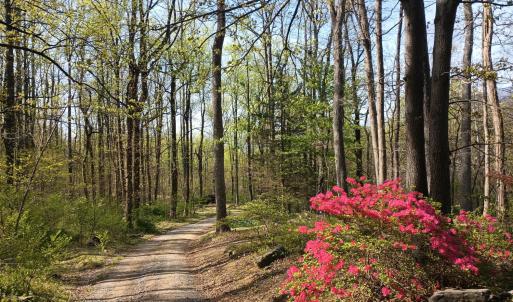 looking down Battery Hill Lane in spring!