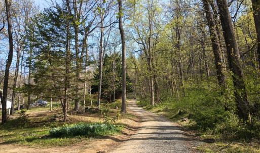 Lots of daffodils at the end of the driveway