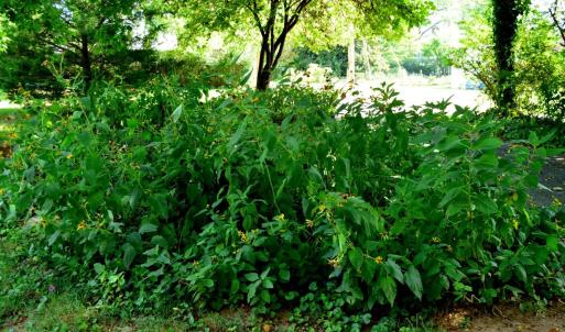 Photo #73 of 100 PENNSYLVANIA Avenue, Lynchburg, VA 0.3 acres