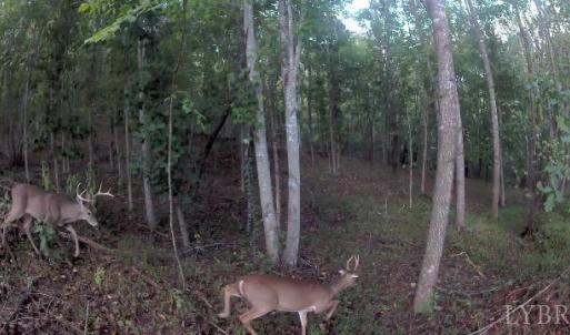 Photo #54 of 4183 TYE RIVER Road, Amherst, VA 14.3 acres