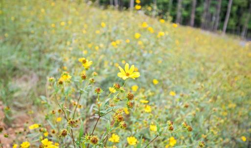 Photo #42 of 323 Mountain Top Way, Amherst, VA 5.1 acres