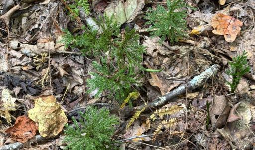 Photo #70 of 8882 Spring Mill Road, Concord, VA 21.1 acres