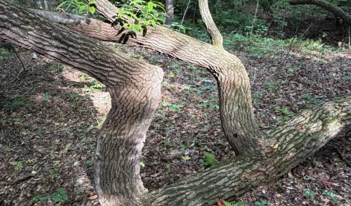 Photo #67 of 8882 Spring Mill Road, Concord, VA 21.1 acres