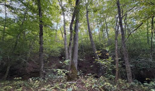 Photo #69 of 8882 Spring Mill Road, Concord, VA 21.1 acres