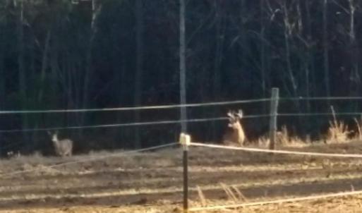 Photo #76 of 8882 Spring Mill Road, Concord, VA 21.1 acres