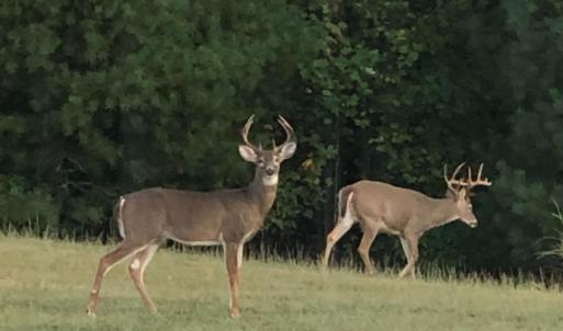 Photo #61 of 5687 Elon Road, Monroe, VA 24.2 acres