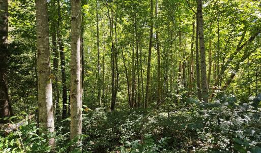 Photo #47 of 288 Cole Comfort Rd, Dillwyn, VA 122.0 acres