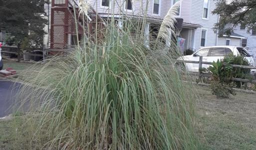 Photo #11 of 210 COLLEGE AVE, Blackstone, VA 0.7 acres