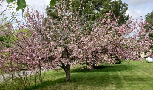 Photo #12 of 210 COLLEGE AVE, Blackstone, VA 0.7 acres