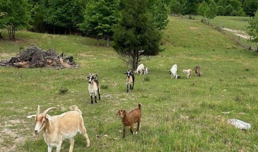 Photo #40 of 2826 Burkeville Road, Victoria, VA 86.3 acres