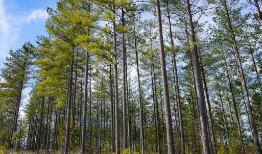 Photo #45 of 1084 Hedge Road, Chatham, VA 127.3 acres
