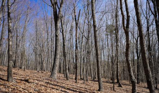 Photo #65 of 1084 Hedge Road, Chatham, VA 127.3 acres