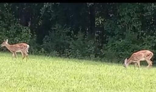 Photo #30 of 13521 Dykeland Road, Amelia Court House, VA 9.2 acres