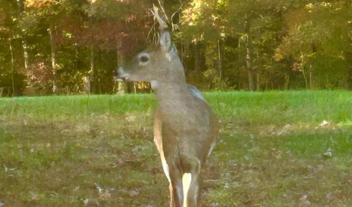 Photo #72 of 1311 Overton Rd, Victoria, VA 17.2 acres