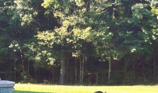 Photo #73 of 1311 Overton Rd, Victoria, VA 17.2 acres
