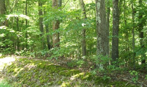 Woodlands