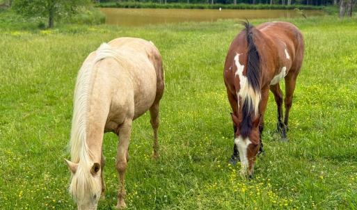 Photo #37 of 8820 Nutbush Road, Green Bay, VA 24.9 acres