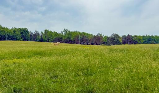 Photo #65 of 8820 Nutbush Road, Green Bay, VA 24.9 acres