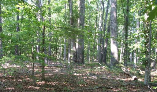 Photo #21 of 3859 Saxkey Road, Saxe, VA 21.8 acres