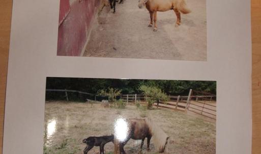 Photo #59 of 3859 Saxkey Road, Saxe, VA 21.8 acres