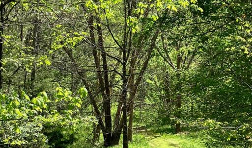Photo #64 of 522 Saylers Hill Drive, Rice, VA 49.3 acres
