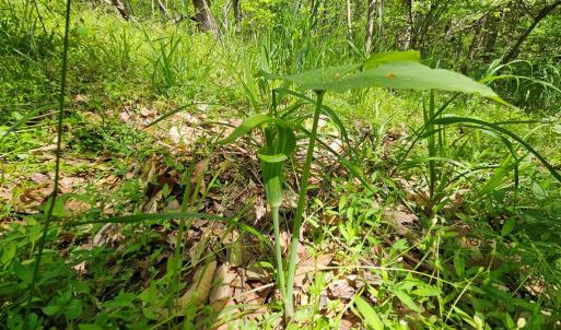 Photo #40 of 522 Saylers Hill Drive, Rice, VA 49.3 acres