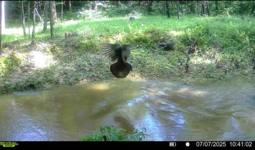 Photo #75 of 1997 Rocks Church Rd., Pamplin, VA 11.0 acres