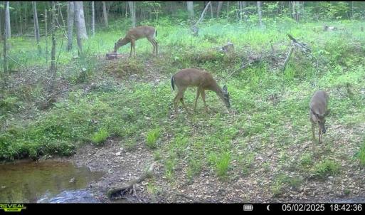 Photo #76 of 1997 Rocks Church Rd., Pamplin, VA 11.0 acres