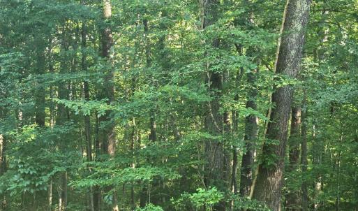 Photo #14 of 1545 Cumberland Road, Farmville, VA 7.0 acres