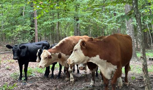 Photo #45 of 2826 Burkeville RD, Victoria, VA 86.3 acres
