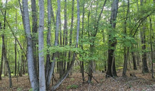 Photo #2 of 906 Equestrian Trails Rd, New Canton, VA 44.3 acres