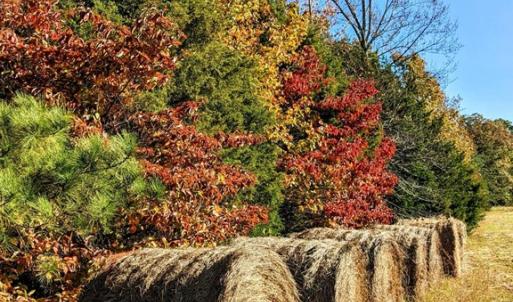 Photo #46 of 1219 Schultz Mill Road, Meherrin, VA 40.7 acres