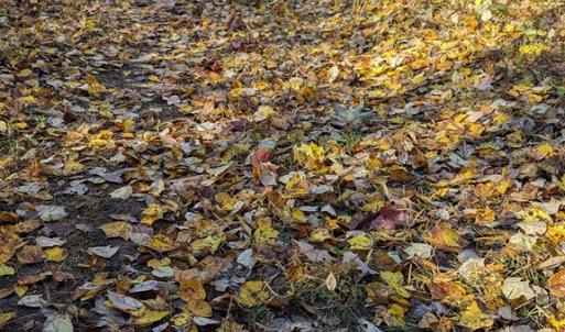 Photo #76 of 1219 Schultz Mill Road, Meherrin, VA 40.7 acres