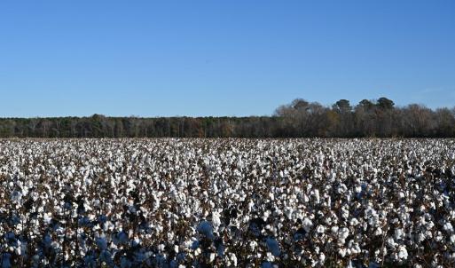 Photo #77 of 2598 CHERRYSTONE RD, CAPE CHARLES, VA 94.7 acres