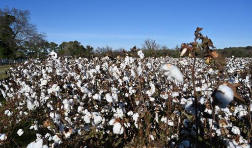 Photo #78 of 2598 CHERRYSTONE RD, CAPE CHARLES, VA 94.7 acres