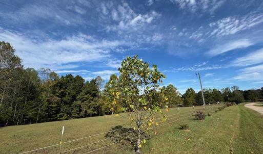 Photo #11 of 827 Wolf Creek Ln, Appomattox, VA 15.3 acres