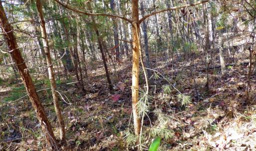 Photo #30 of 941 Saxkey Rd, Drakes Branch, VA 50.0 acres