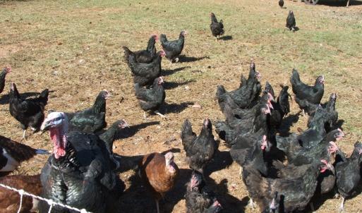 Photo #15 of 974 Meherrin Road, Meherrin, VA 10.0 acres