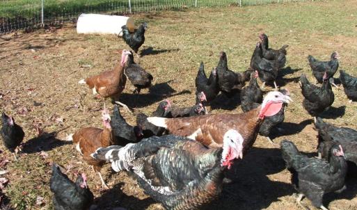 Photo #16 of 974 Meherrin Road, Meherrin, VA 10.0 acres