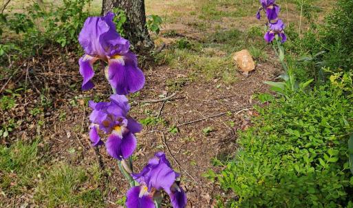 Photo #6 of 74 Conner St, Dillwyn, VA 0.4 acres