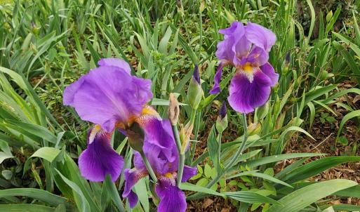 Photo #60 of 74 Conner St, Dillwyn, VA 0.4 acres