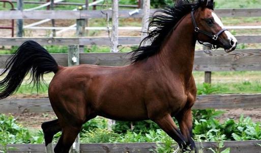 Photo #3 of 3151 Benchmark Trl, Amelia, VA 5.0 acres