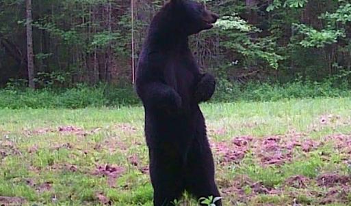 Photo #40 of 6840 Lunenburg County Road, Keysville, VA 45.2 acres