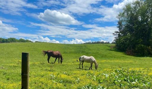Photo #58 of 801 Purdum Mill Road, Appomattox, VA 28.3 acres